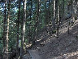 Small path in the green forest