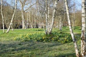 meadow with flowers between birches