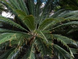 Green palm leaves in nature