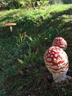 fly agaric among green grass in the forest