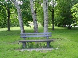 wooden bench near the trees in the park