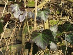 green brown climbing plant on an old wooden wall close up