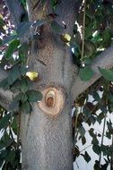 tree trunk with a hole