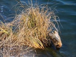 dry grass near a wooden snag in the water