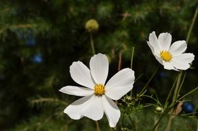 delicate white flowers on the field