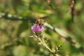 close-up striped insect on flowering thistle