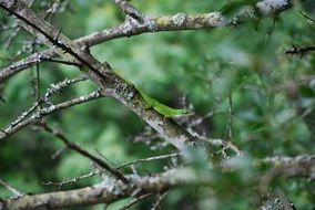 lizard reptile hiding on the branch in the wildlife