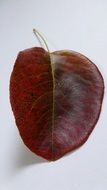 red leaf on white background