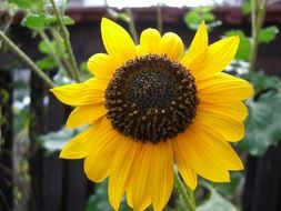 decorative yellow sunflower in the garden