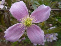 incredible beauty violet flower close-up on blurred background