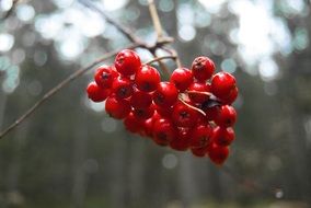 Macro photo of rowanberries