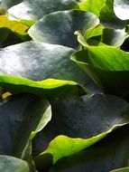 dark green leaves of lily