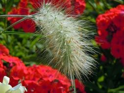 grass like a hairy caterpillar