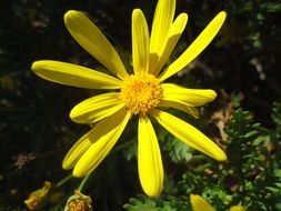 yellow flower with thin long petals