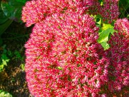 sedum spectabile red flowers closeup