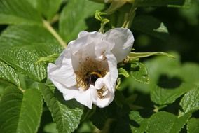 bee collects nectar on a white flower