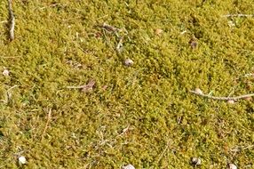 Green sunny forest moss