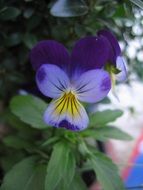 Beautiful, blooming purple and yellow flowers with green leaves