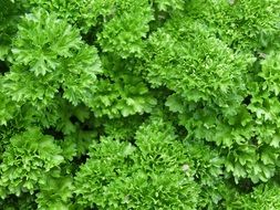 Green parsley plants