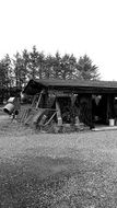 plant nursery in garden, black and white