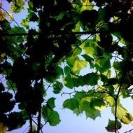 Green leaves with shadows at the sunlight