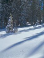 shadows of trees in the snow