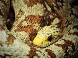 Picture of wild snake
