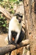 black white monkey on a tree in the jungle