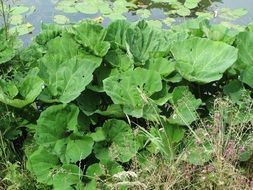 common butterbur near the water