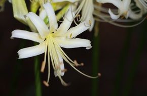 white petals of a beautiful flower