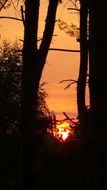 landscape of sunrise behind dark trees