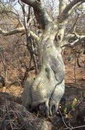 tree trunk with large roots