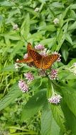 extraordinary beautiful orange butterfly