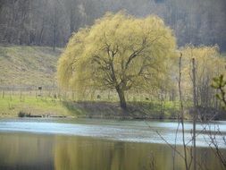 branchy tree in spring by a pond