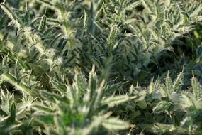 Green thistle plant macro view