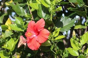 bright pink flower on a green bush