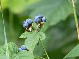 purple berries in the forest
