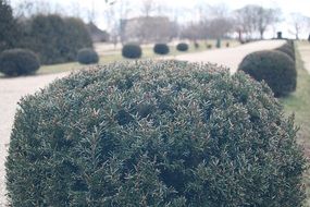 round green bush in the park