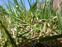 macro photo of green leaves in a garden