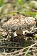 closeup photo of Spotted Mushroom among the dry grass
