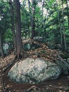 rocks overgrown with tree roots in forest