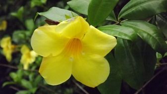 yellow flower like a gold cup
