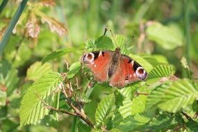 Beautiful, colorful and patterned peacock butterfly on a green garden bush