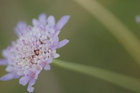 tender purple flowers closeup
