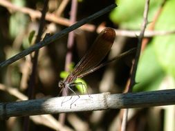 dragonfly black branch character