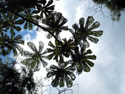 Green Twigs on a tree