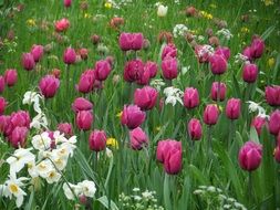 Tulips and daffodils in the park