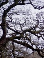 extraordinary beautiful kahl tree