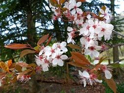 cherry flowers at spring day