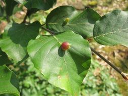 closeup photo of european beech in summer